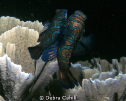 Mating Mandarin fish - the dance of love by Debra Cahill 